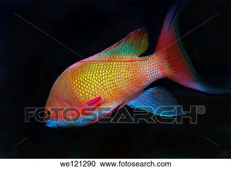 Stock Image - Sea goldie, Jevel fairy basslet Pseudanthias squamipinnis, Red Sea, Egypt, Africa. Fotosearch