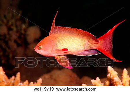 Stock Photo - Sea goldie, Jevel fairy basslet Pseudanthias squamipinnis, Red Sea, Egypt, Africa. Fotosearch