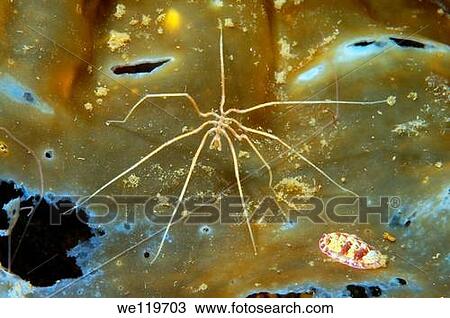 Stock Image - Sea spider Nymphon longitarse, Arctic, Russia, Kareliya, White sea. Fotosearch