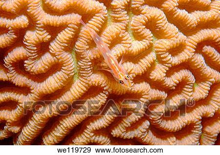 Sea whip goby Erythrops goby, Bryaninops erythrops, coral reef, Red Sea, Egypt, Africa View Large Photo Image Stock Photo - Sea whip goby Erythrops goby, Bryaninops erythrops, coral reef, Red Sea, Egypt, Africa. Fotosearch