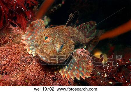 Shorthorn sculpin Myoxocephalus scorpius, Kareliya, Russia, White Sea, Arctic View Large Photo Image Stock Image - Shorthorn sculpin Myoxocephalus scorpius, Kareliya, Russia, White Sea, Arctic. Fotosearch