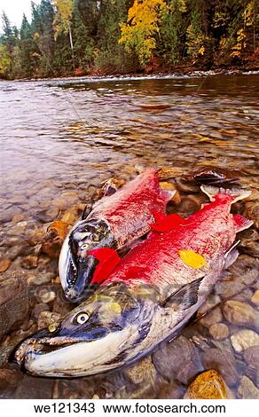 Sockeye salmon Adams river British Columbia Canada View Large Photo Image Stock Image - Sockeye salmon Adams river British Columbia Canada. Fotosearch