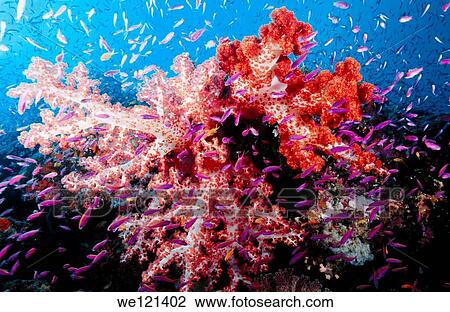 Soft Coral and Anthias Loloata Island Papua New Guinea View Large Photo Image Stock Image - Soft Coral and Anthias Loloata Island Papua New Guinea. Fotosearch