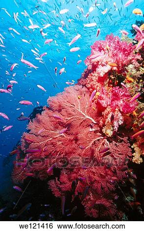 Soft coral and Gorgonian Fans Namena Island Fiji View Large Photo Image Stock Photograph - Soft coral and Gorgonian Fans Namena Island Fiji. Fotosearch