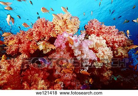Soft Corals and Anthias Namena Island Fiji View Large Photo Image Stock Photo - Soft Corals and Anthias Namena Island Fiji. Fotosearch