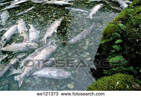Stock Image - Spawned salmon Squamish River Squamish, British Columbia Canada. Fotosearch