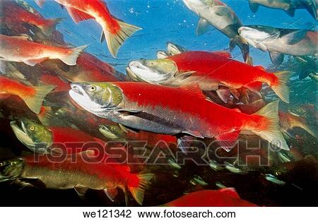 Spawning sockeye salmon Shuswap lake British Columbia Canada View Large Photo Image Stock Image - Spawning sockeye salmon Shuswap lake British Columbia Canada. Fotosearch