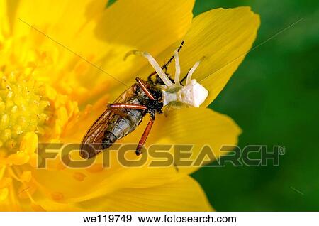Stock Photo - spider has caught a wasp. Fotosearch