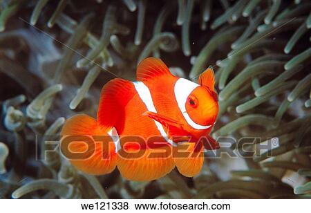 Spine Cheak anemone fish Fathers reefs Papua New Guinea View Large Photo Image Stock Photo - Spine Cheak anemone fish Fathers reefs Papua New Guinea. Fotosearch