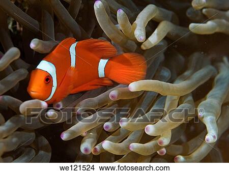 Spinecheek anemonefish Premnas biaculeatus, Raja Ampat, Indonesia View Large Photo Image Picture - Spinecheek anemonefish Premnas biaculeatus, Raja Ampat, Indonesia. Fotosearch