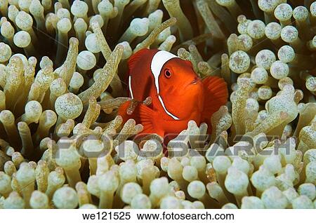 Spinecheek anemonefish Premnas biaculeatus, Raja Ampat, Indonesia View Large Photo Image Stock Photography - Spinecheek anemonefish Premnas biaculeatus, Raja Ampat, Indonesia. Fotosearch