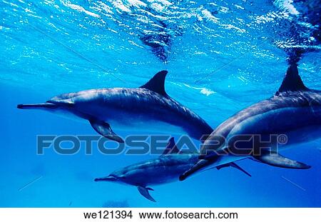 Picture - Spinner dolphins Stenella longirostris Marsa Alam, Red Sea Egypt. Fotosearch