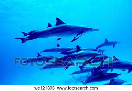 Spinner dolphins Stenella longirostris Marsa Alam, Red Sea Egypt View Large Photo Image Stock Image - Spinner dolphins Stenella longirostris Marsa Alam, Red Sea Egypt. Fotosearch