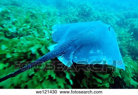 Stingray Dasyatis sp Poor Knights islands New Zealand View Large Photo Image Stock Image - Stingray Dasyatis sp Poor Knights islands New Zealand. Fotosearch