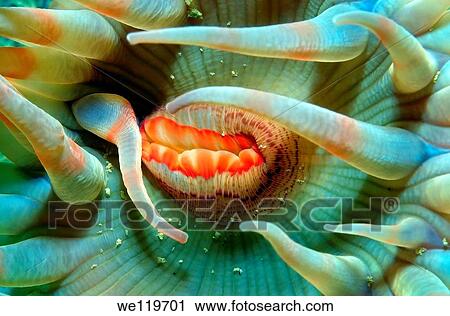 stomphia sea anemone stomphia coccinia, Arctic, Russia, Kareliya, White sea View Large Photo Image Stock Image - stomphia sea anemone stomphia coccinia, Arctic, Russia, Kareliya, White sea. Fotosearch