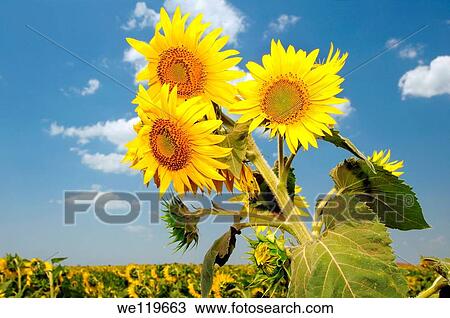 Sunflower Helianthus annuus, sunflower field, Odessa, Ukraine, Eastern Europe View Large Photo Image Stock Image - Sunflower Helianthus annuus, sunflower field, Odessa, Ukraine, Eastern Europe. Fotosearch