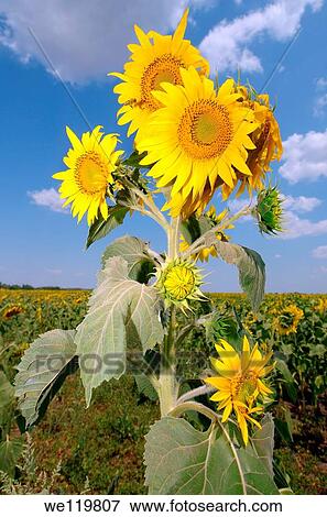 Sunflower Helianthus annuus, sunflower field, Odessa, Ukraine, Eastern Europe View Large Photo Image Stock Photo - Sunflower Helianthus annuus, sunflower field, Odessa, Ukraine, Eastern Europe. Fotosearch