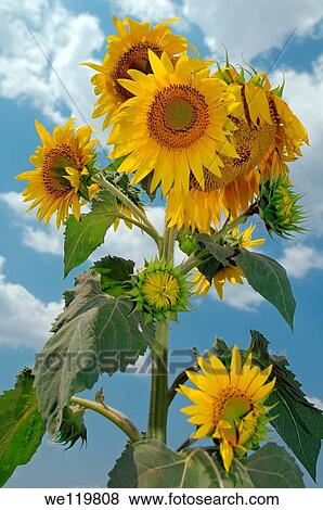 Sunflower Helianthus annuus, sunflower field, Odessa, Ukraine, Eastern Europe View Large Photo Image Stock Photo - Sunflower Helianthus annuus, sunflower field, Odessa, Ukraine, Eastern Europe. Fotosearch