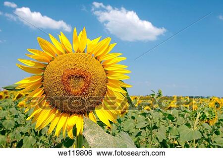Sunflower Helianthus annuus, sunflower field, Odessa, Ukraine, Eastern Europe View Large Photo Image Stock Photograph - Sunflower Helianthus annuus, sunflower field, Odessa, Ukraine, Eastern Europe. Fotosearch