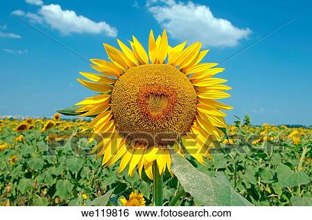 Sunflower Helianthus annuus, sunflower field, Odessa, Ukraine, Eastern Europe View Large Photo Image Stock Photograph - Sunflower Helianthus annuus, sunflower field, Odessa, Ukraine, Eastern Europe. Fotosearch