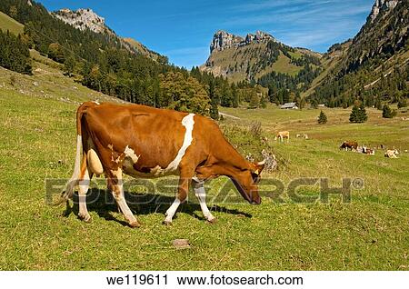 Swiss Fleckvieh cow grazing on an alpine pasture near Pruefel in the Justis Valley, Mount Schibe behind, Bernese Oberland, Switzerland View Large Photo Image Stock Image - Swiss Fleckvieh cow grazing on an alpine pasture near Pruefel in the Justis Valley, Mount Schibe behind, Bernese Oberland, Switzerland. Fotosearch