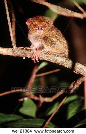 Tarsier Tarsius spectrum North Sulawesi Indonesia View Large Photo Image Picture - Tarsier Tarsius spectrum North Sulawesi Indonesia. Fotosearch
