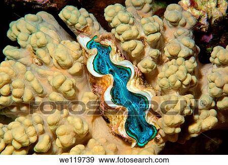 Tridacna saltwater clam species Tridacna Bruguière, Red Sea, Egypt, Africa View Large Photo Image Stock Photo - Tridacna saltwater clam species Tridacna Bruguière, Red Sea, Egypt, Africa. Fotosearch