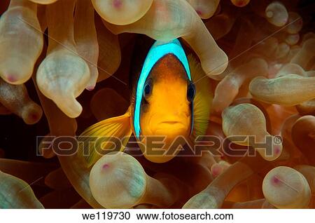 Two-banded clownfish, Anemonefish Amphiprion bicinctus, Red Sea, Egypt, Africa View Large Photo Image Stock Image - Two-banded clownfish, Anemonefish Amphiprion bicinctus, Red Sea, Egypt, Africa. Fotosearch