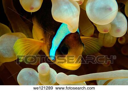 Two-banded clownfish, Anemonefish Amphiprion bicinctus, Red Sea, Egypt, Africa View Large Photo Image Stock Photo - Two-banded clownfish, Anemonefish Amphiprion bicinctus, Red Sea, Egypt, Africa. Fotosearch