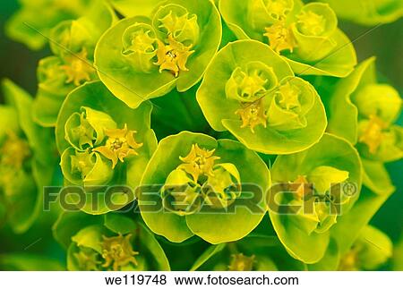 Urban spurge Euphorbia agraria, Ukraine, Eastern Europe View Large Photo Image Stock Photo - Urban spurge Euphorbia agraria, Ukraine, Eastern Europe. Fotosearch