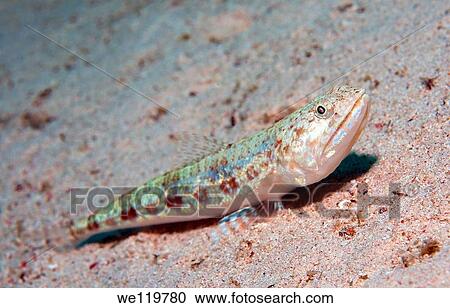 Variegated lizardfish Synodus variegatus, Red Sea, Egypt, Africa View Large Photo Image Stock Image - Variegated lizardfish Synodus variegatus, Red Sea, Egypt, Africa. Fotosearch