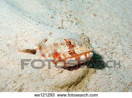 Stock Image - Variegated lizardfish Synodus variegatus, Red Sea, Egypt, Africa. Fotosearch