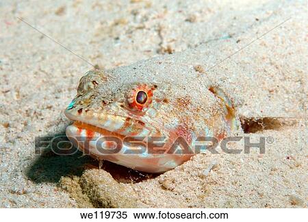 Variegated lizardfish Synodus variegatus, Red Sea, Egypt, Africa View Large Photo Image Stock Photography - Variegated lizardfish Synodus variegatus, Red Sea, Egypt, Africa. Fotosearch