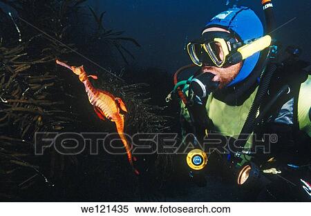 Weedy Seadragon Phyllopteryx Taeniolatus Tasmania Australia Stock