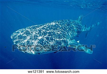 Whale shark Rhincodon typus Ningaloo Reef Exmouth West Australia View Large Photo Image Stock Image - Whale shark Rhincodon typus Ningaloo Reef Exmouth West Australia. Fotosearch