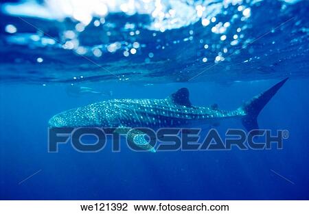 Whale shark Rhincodon typus Ningaloo Reef Exmouth West Australia View Large Photo Image Stock Image - Whale shark Rhincodon typus Ningaloo Reef Exmouth West Australia. Fotosearch