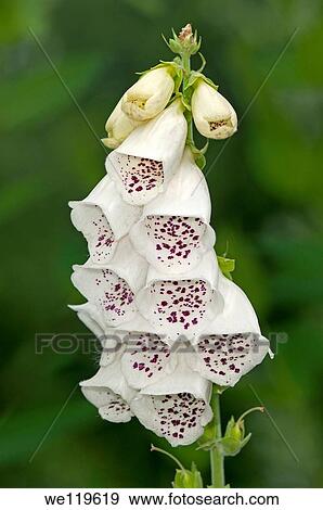 White color variation of Digitalis purpurea, Plantain family Plantaginaceae View Large Photo Image Stock Photo - White color variation of Digitalis purpurea, Plantain family Plantaginaceae. Fotosearch