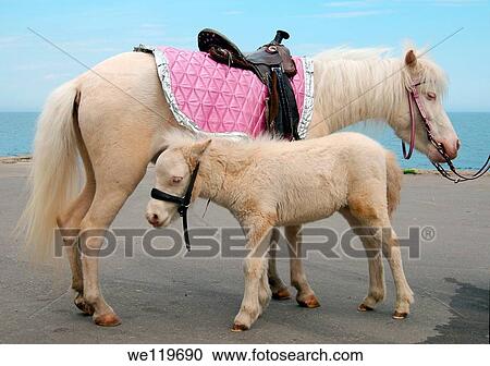 White pony foal, Odessa, Ukraine, Eastern Europe View Large Photo Image Stock Image - White pony foal, Odessa, Ukraine, Eastern Europe. Fotosearch