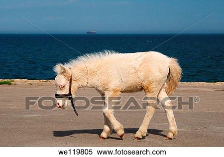 White pony foal, Odessa, Ukraine, Eastern Europe View Large Photo Image Stock Photography - White pony foal, Odessa, Ukraine, Eastern Europe. Fotosearch
