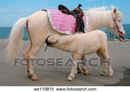 White pony foal, Odessa, Ukraine, Eastern Europe View Large Photo Image Stock Photography - White pony foal, Odessa, Ukraine, Eastern Europe. Fotosearch