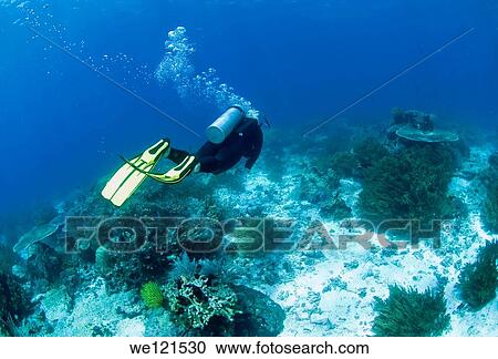 Woman diving on coral reef, Raja Ampat, Indonesia View Large Photo Image Stock Image - Woman diving on coral reef, Raja Ampat, Indonesia. Fotosearch