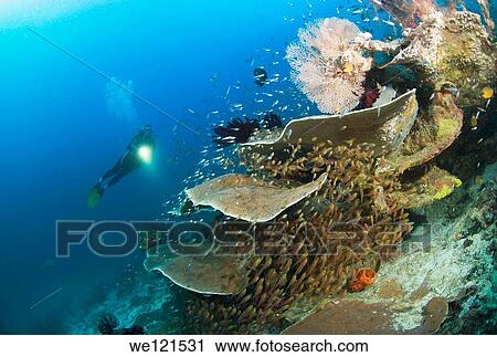 Woman diving on coral reef, Raja Ampat, Indonesia View Large Photo Image Stock Image - Woman diving on coral reef, Raja Ampat, Indonesia. Fotosearch