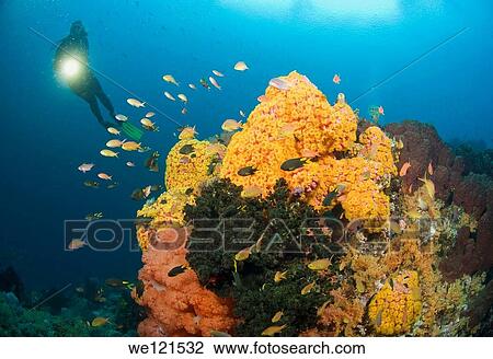 Woman diving on coral reef, Raja Ampat, Indonesia View Large Photo Image Stock Image - Woman diving on coral reef, Raja Ampat, Indonesia. Fotosearch