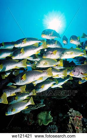 Yellow-banded Sweetlips Plectorhinchus lineatus Loloata Island, Papua New Guinea View Large Photo Image Stock Image - Yellow-banded Sweetlips Plectorhinchus lineatus Loloata Island, Papua New Guinea. Fotosearch