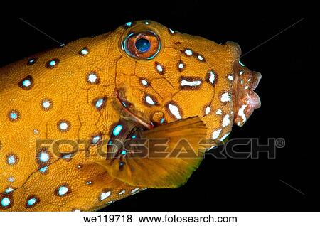Yellow boxfish Ostracion cubicus Red Sea, Egypt, Africa View Large Photo Image Stock Photo - Yellow boxfish Ostracion cubicus Red Sea, Egypt, Africa. Fotosearch