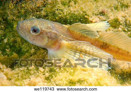 Yellow-fin Baikal sculpin or Baikal yellowfin - female Cottocomephorus grewingki Lake Baikal, Siberia, Russian Federation, Eurasia View Large Photo Image Stock Image - Yellow-fin Baikal sculpin or Baikal yellowfin - female Cottocomephorus grewingki Lake Baikal, Siberia, Russian Federation, Eurasia. Fotosearch