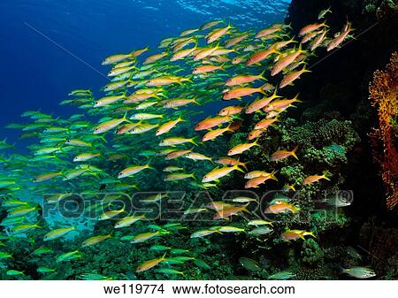 Yellowfin goatfish Mulloidichthys vanicolensis, Red Sea, Egypt, Africa View Large Photo Image Picture - Yellowfin goatfish Mulloidichthys vanicolensis, Red Sea, Egypt, Africa. Fotosearch