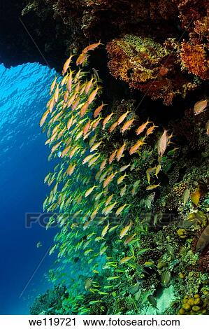 Stock Image - Yellowfin goatfish Mulloidichthys vanicolensis, Red Sea, Egypt, Africa. Fotosearch