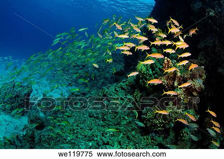 Yellowfin goatfish Mulloidichthys vanicolensis, Red Sea, Egypt, Africa View Large Photo Image Stock Photography - Yellowfin goatfish Mulloidichthys vanicolensis, Red Sea, Egypt, Africa. Fotosearch