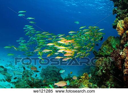 Yellowfin goatfish Mulloidichthys vanicolensis, Red Sea, Egypt, Africa View Large Photo Image Stock Photography - Yellowfin goatfish Mulloidichthys vanicolensis, Red Sea, Egypt, Africa. Fotosearch